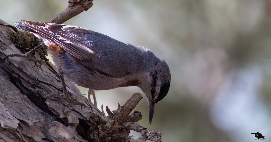 ムナオビゴジュウカラ - ML644742707