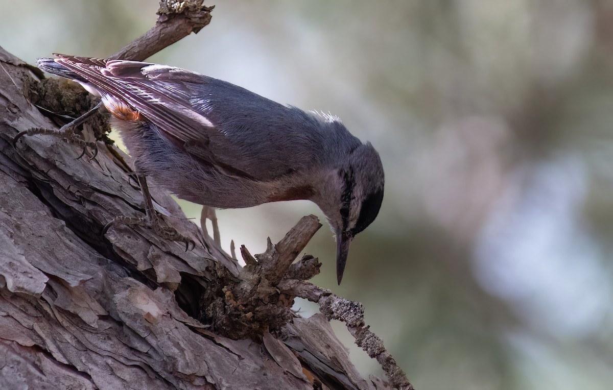 ムナオビゴジュウカラ - ML644742708