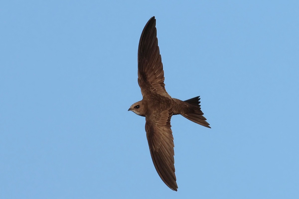 ウスアマツバメ - ML644742710