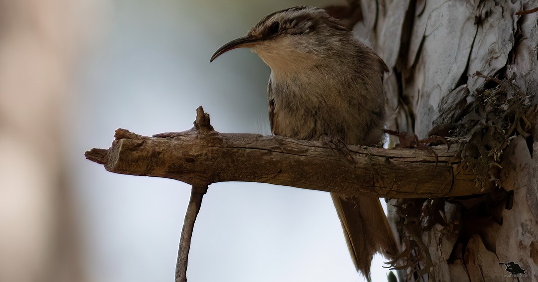 タンシキバシリ - ML644742711