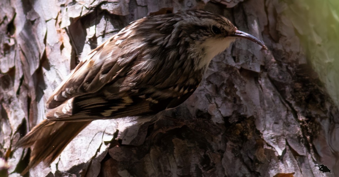 タンシキバシリ - ML644742712