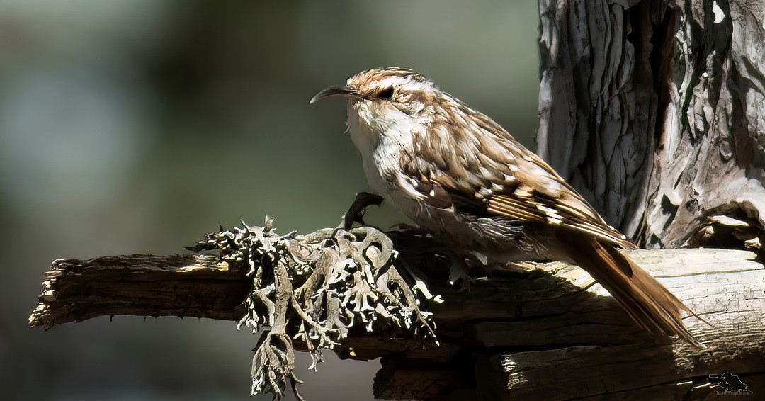 タンシキバシリ - ML644742713