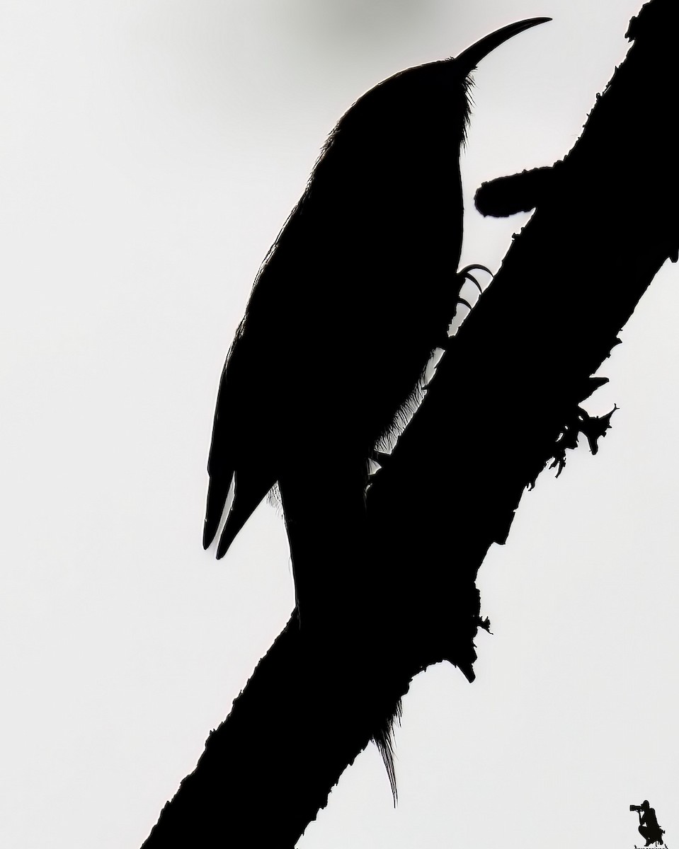 タンシキバシリ - ML644742714