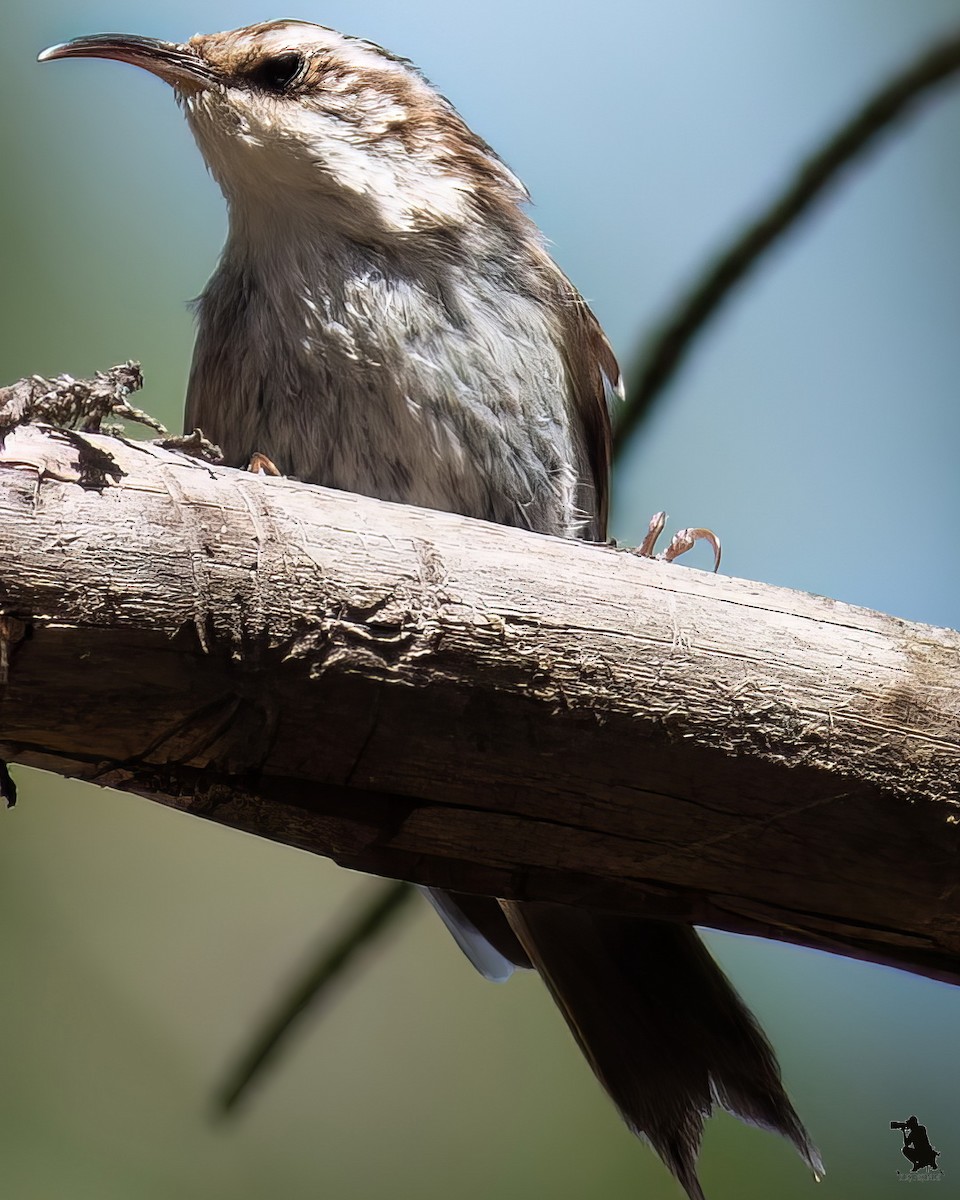 タンシキバシリ - ML644742715