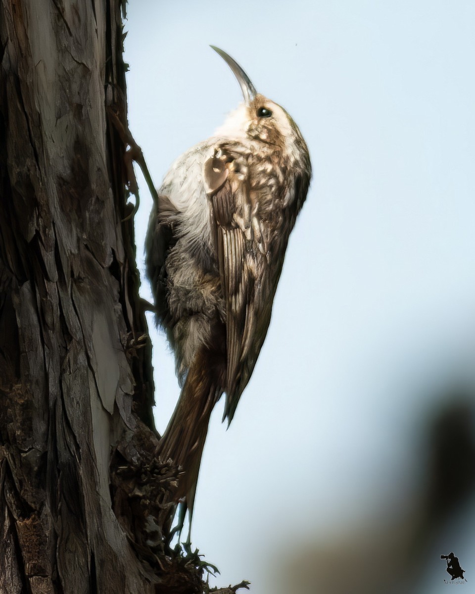 タンシキバシリ - ML644742716