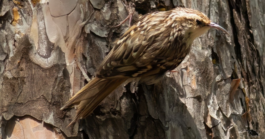 タンシキバシリ - ML644742718