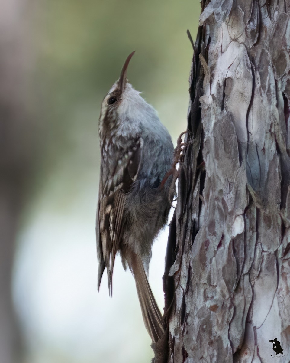 タンシキバシリ - ML644742719