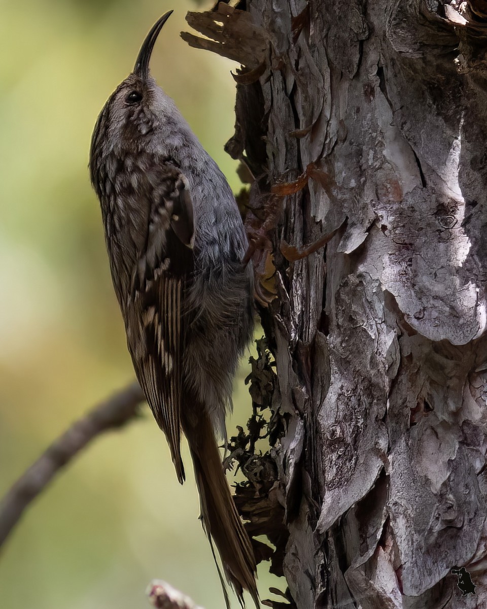 タンシキバシリ - ML644742720