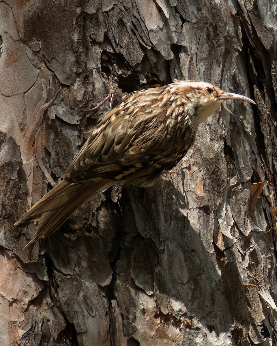 タンシキバシリ - ML644742721