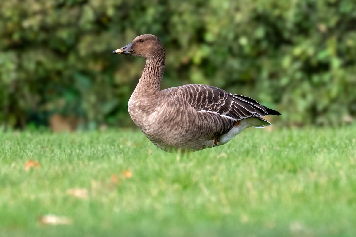 Tundra Bean-Goose - ML644742722