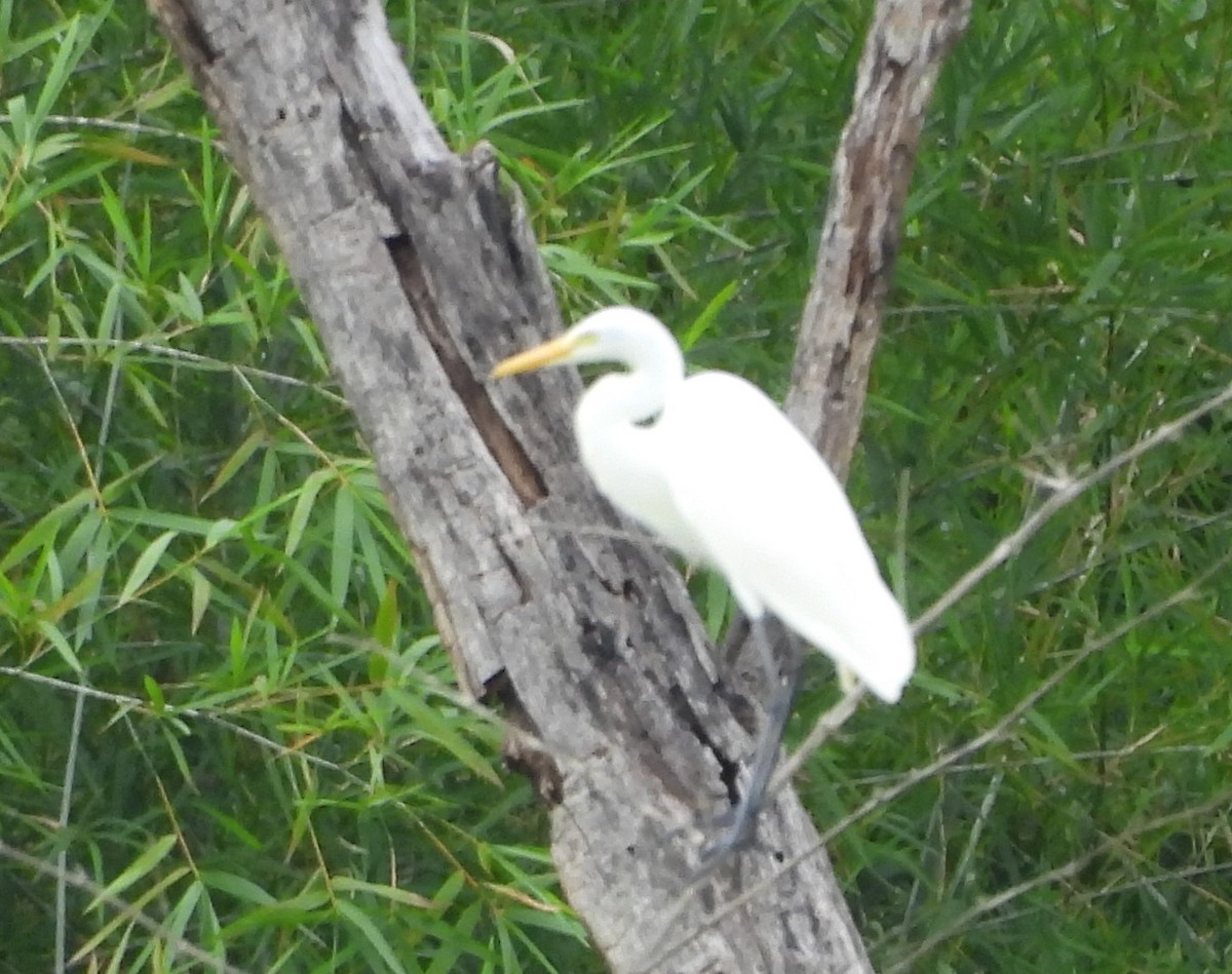 チュウサギ - ML644742723