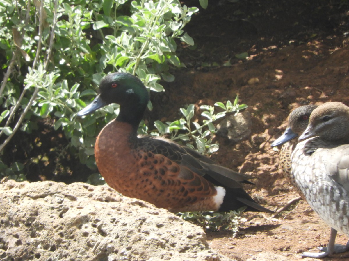 アオクビコガモ - ML644742724