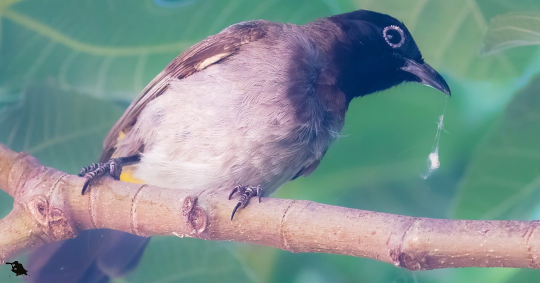 アラビアヒヨドリ - ML644742725