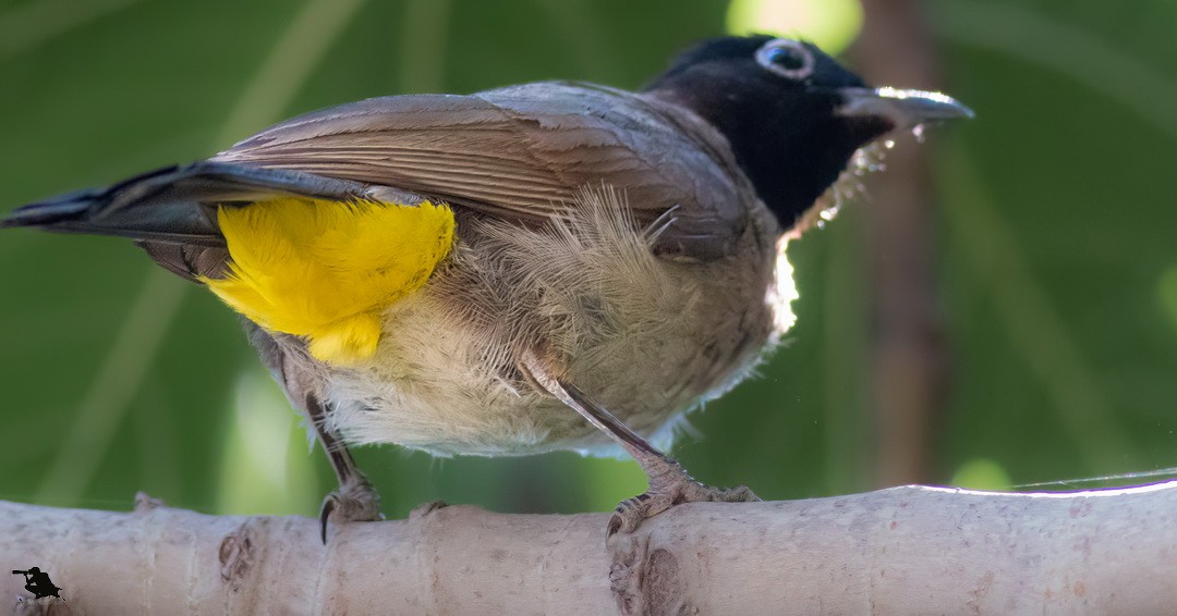 アラビアヒヨドリ - ML644742726