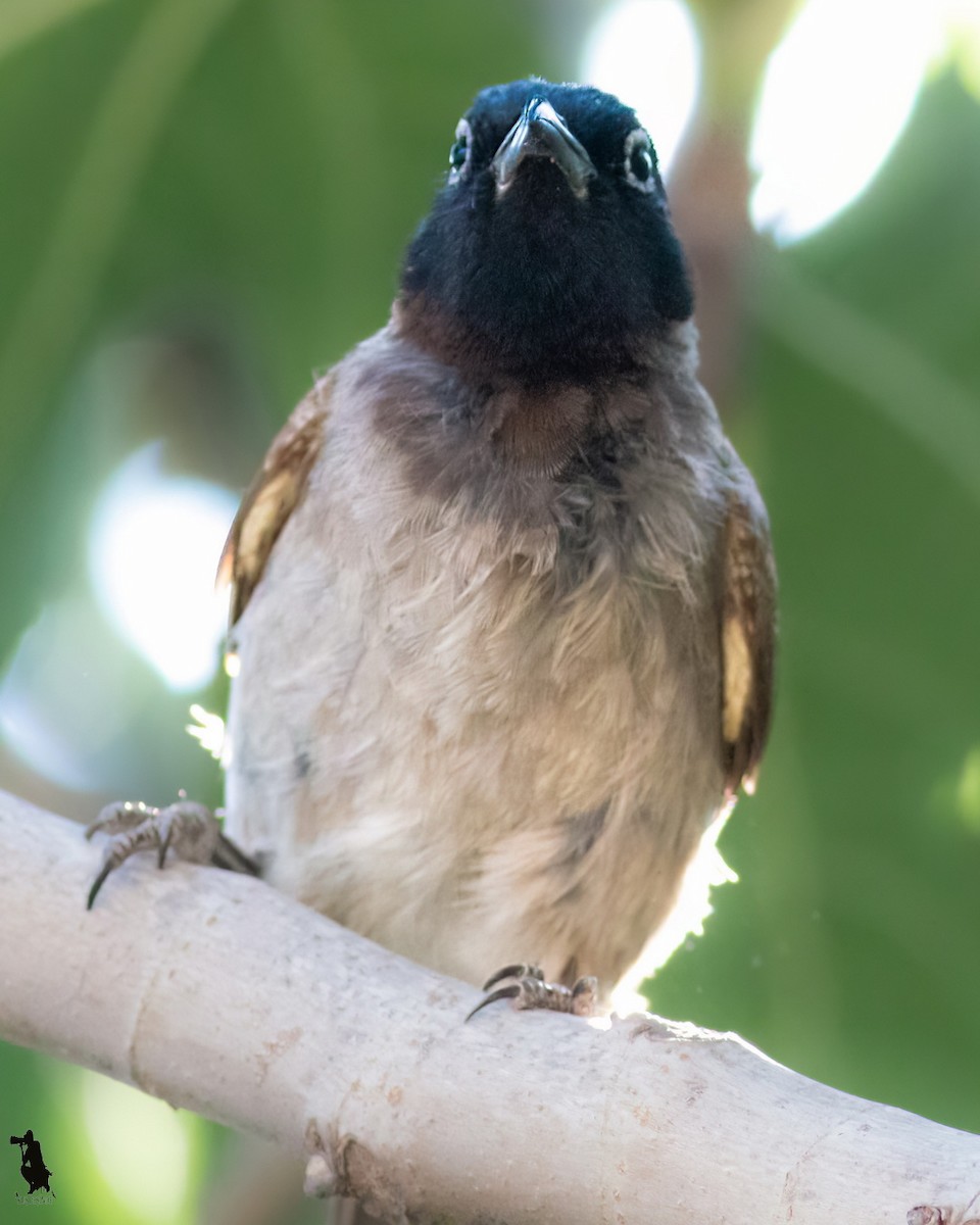 アラビアヒヨドリ - ML644742727