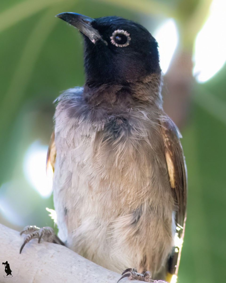 アラビアヒヨドリ - ML644742728