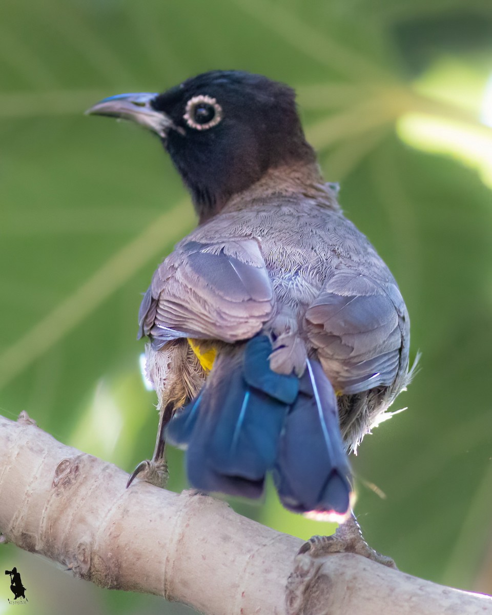 アラビアヒヨドリ - ML644742729