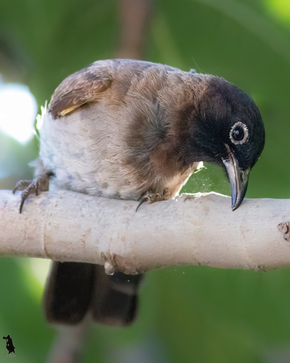 アラビアヒヨドリ - ML644742730