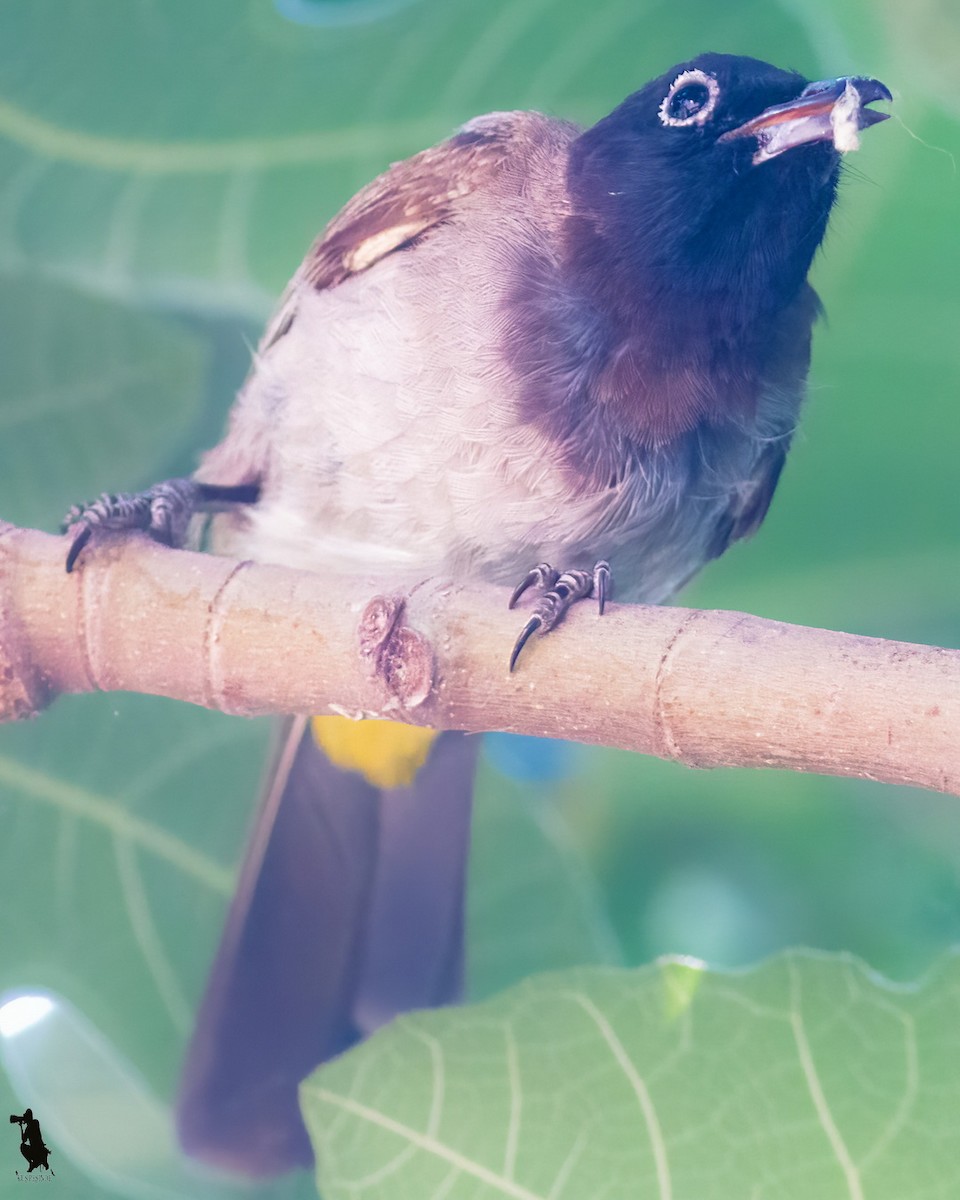 アラビアヒヨドリ - ML644742731