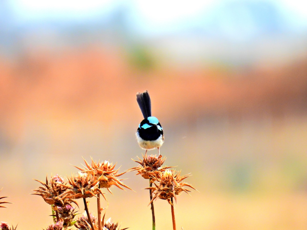 ルリオーストラリアムシクイ - ML644742732