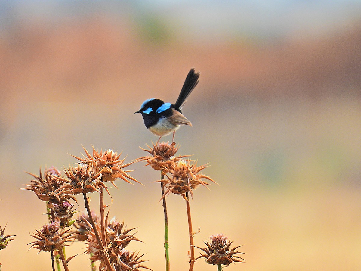 ルリオーストラリアムシクイ - ML644742733