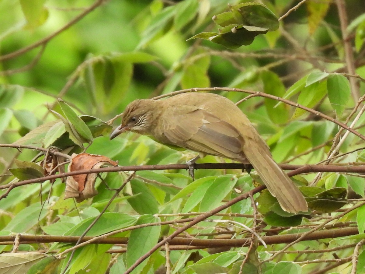 ミミスジヒヨドリ - ML644742734