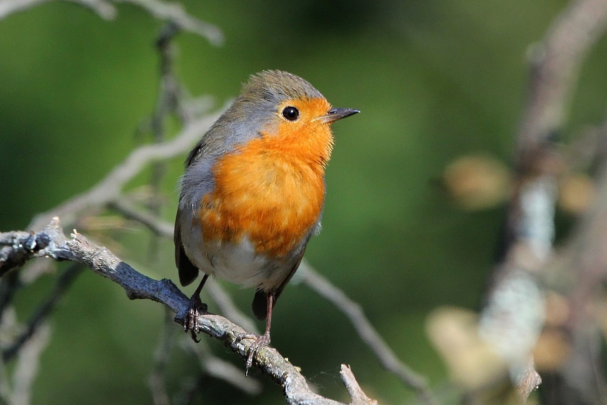 ヨーロッパコマドリ - ML644742735