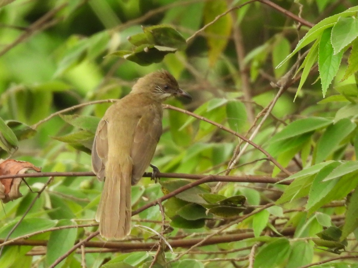 ミミスジヒヨドリ - ML644742736