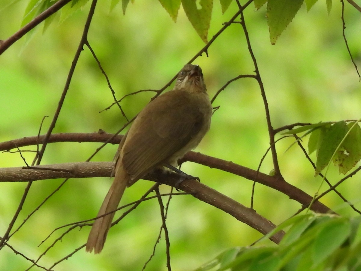 ミミスジヒヨドリ - ML644742737