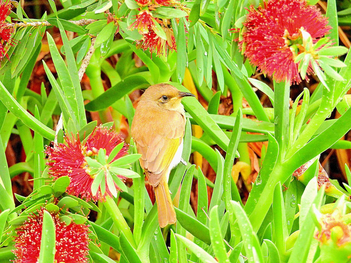Brown Honeyeater - ML644742739