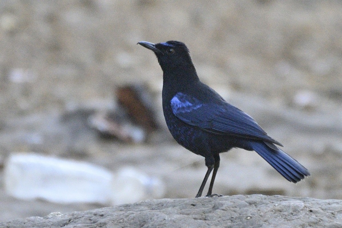 Malabar Whistling-Thrush - ML644742747