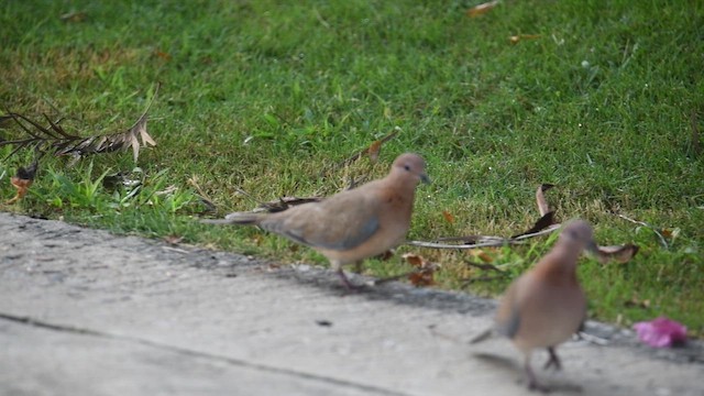 Tortora delle palme - ML644742755