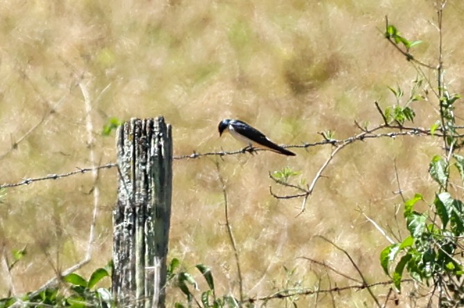 Ak Sokumlu Kırlangıç - ML644742767