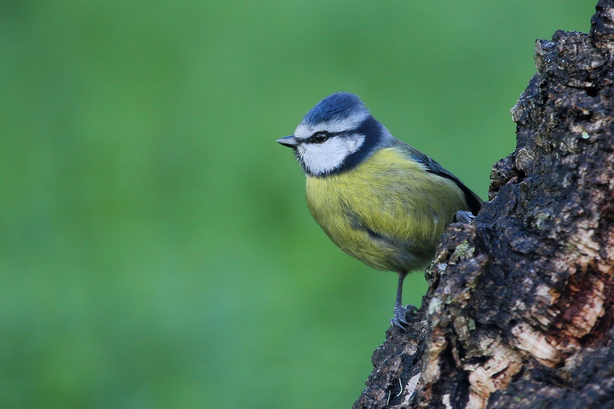 sýkora modřinka - ML644742775