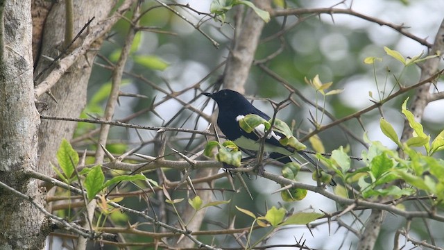 Oriental Magpie-Robin - ML644742789