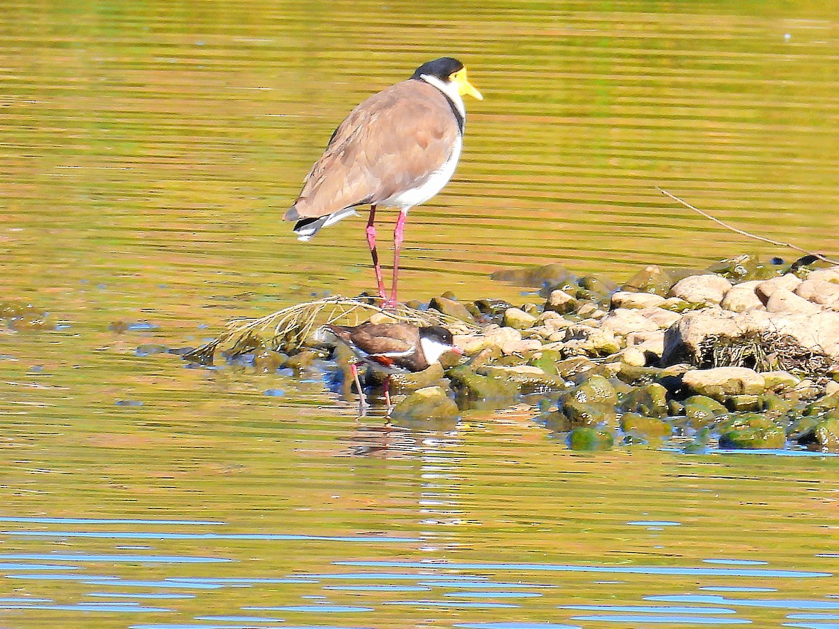 Masked Lapwing - ML644742852