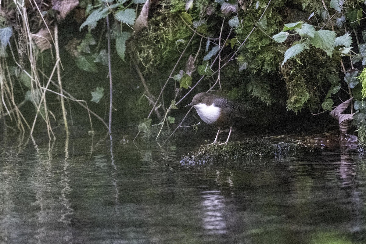 White-throated Dipper - ML644742876