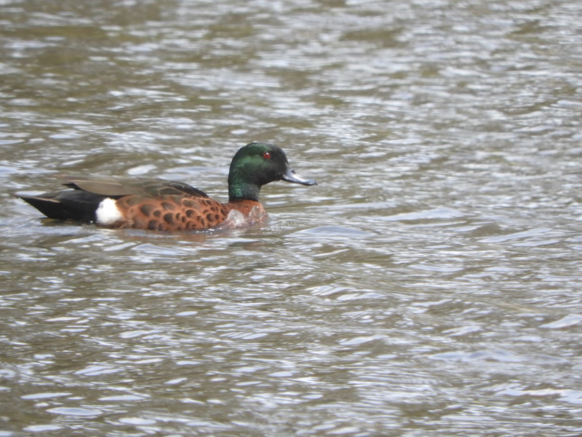 Kızıl Çamurcun - ML644742893