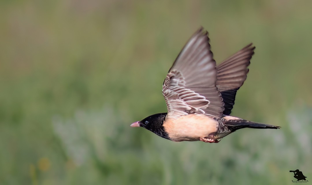 Rosy Starling - ML644742912