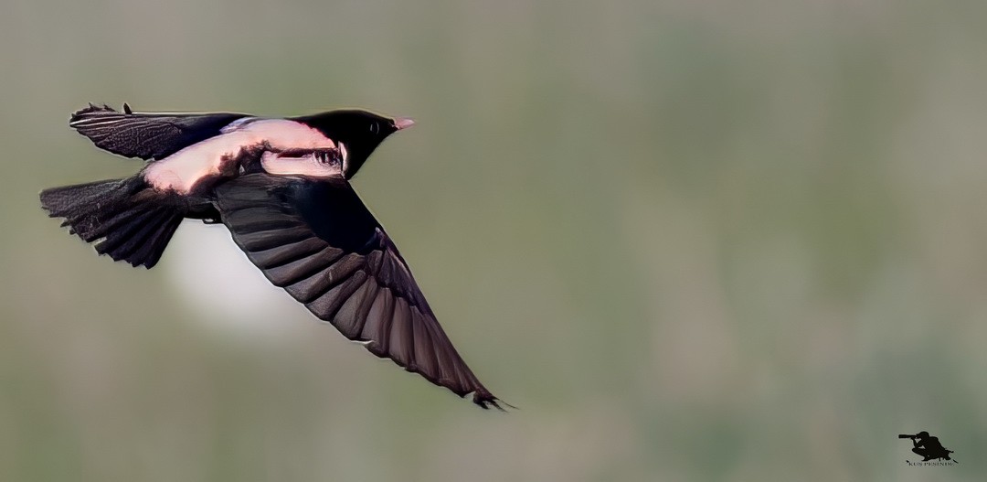 Rosy Starling - ML644742913