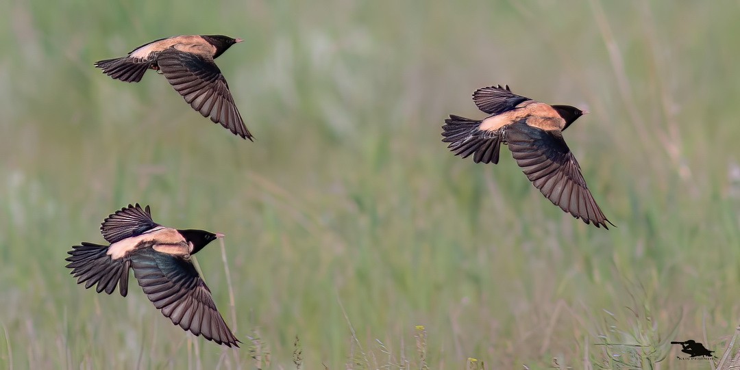 Rosy Starling - ML644742914
