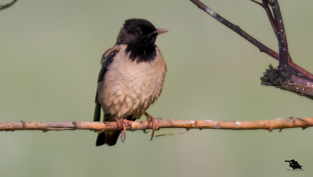 Rosy Starling - ML644742915
