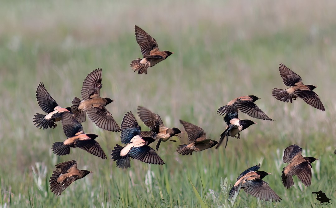 Rosy Starling - ML644742916