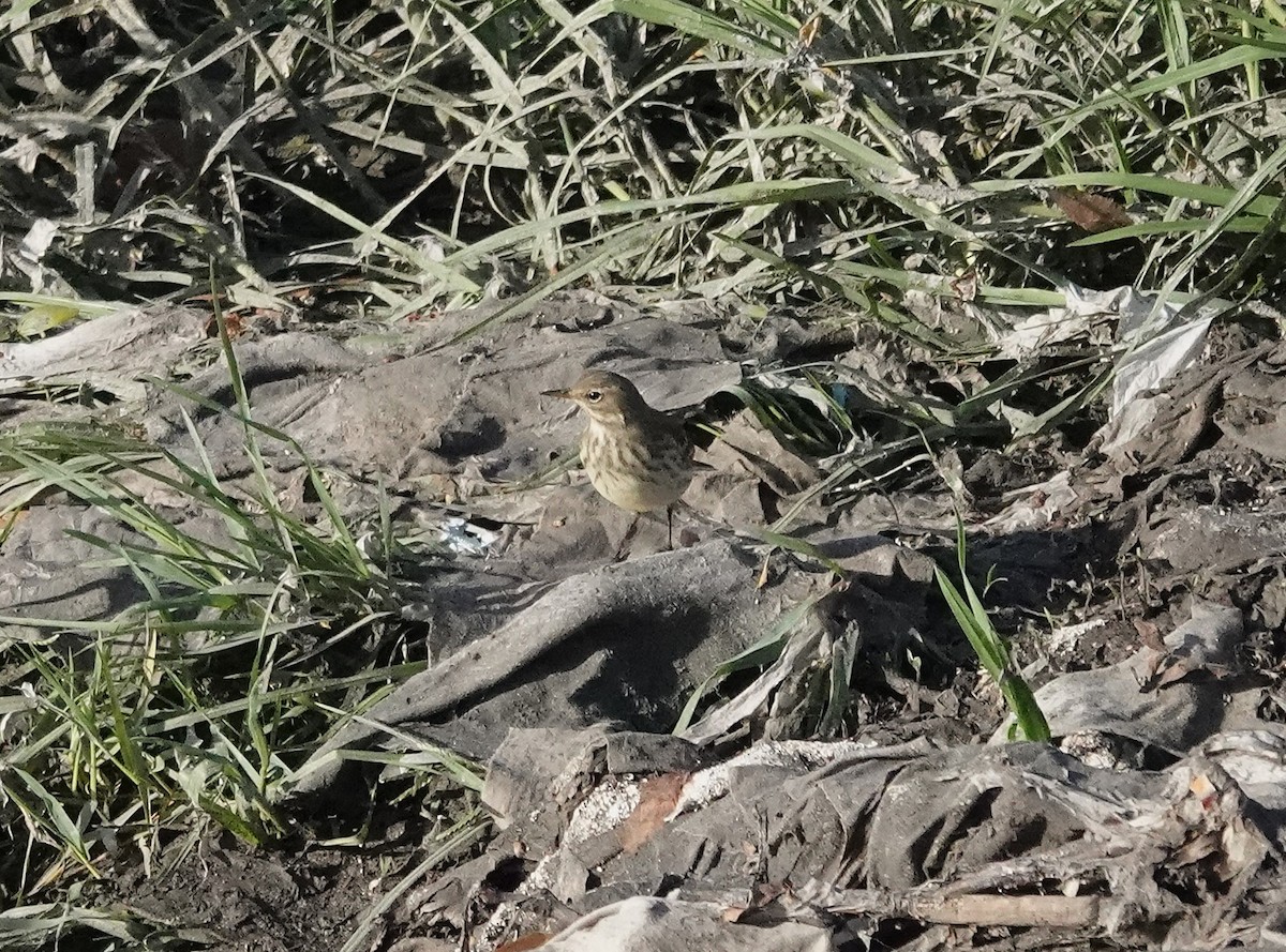 Pipit spioncelle - ML644742919