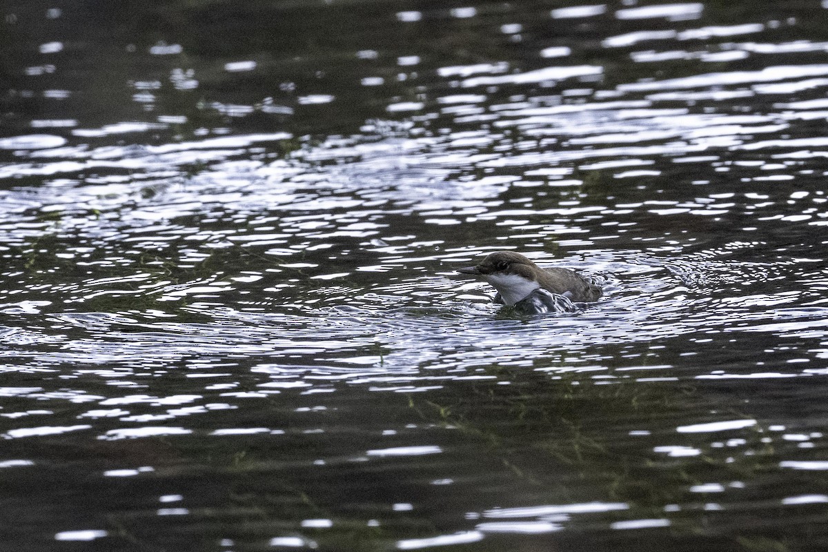 White-throated Dipper - ML644742920