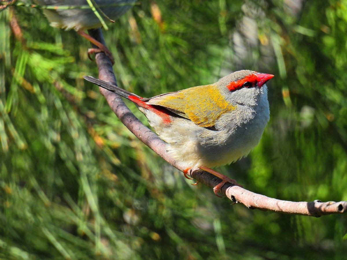Red-browed Firetail - ML644742943