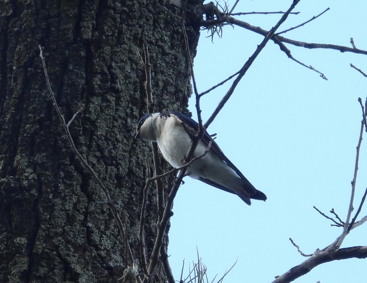 Ak Sokumlu Kırlangıç - ML644742953