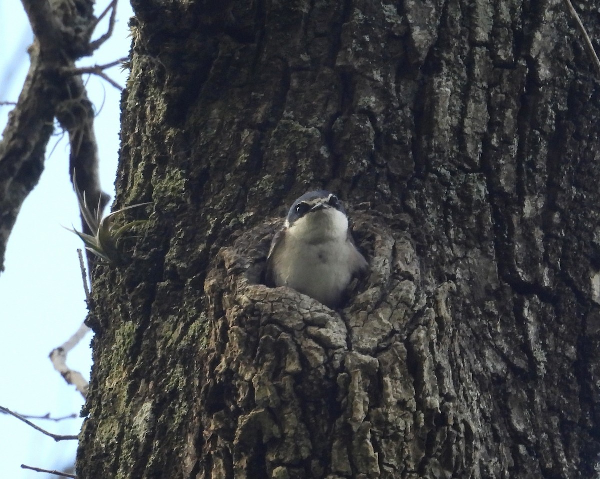 Ak Sokumlu Kırlangıç - ML644742954