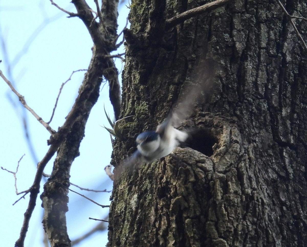 Ak Sokumlu Kırlangıç - ML644742955
