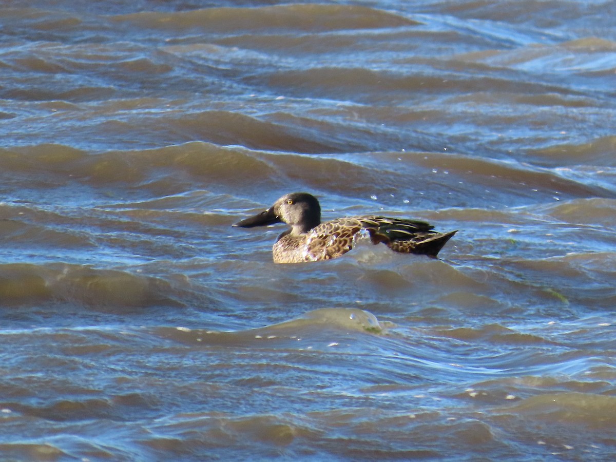 Australasian Shoveler - ML644742957
